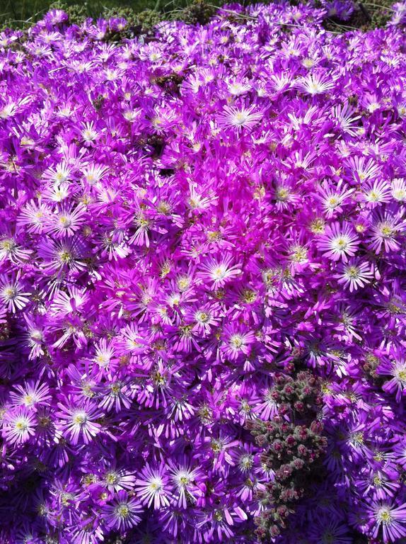 B&B Etna 1703 Belpasso Kültér fotó